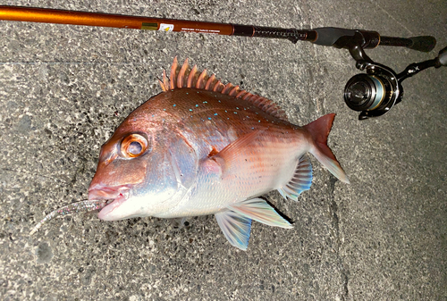 マダイの釣果