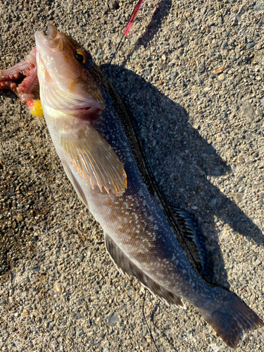 アイナメの釣果