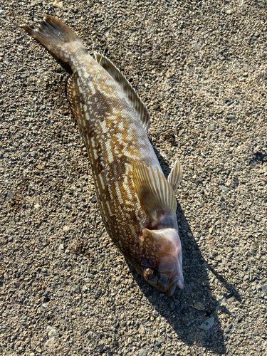 アイナメの釣果