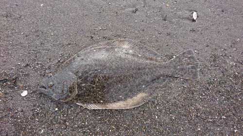 ソゲの釣果