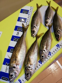 アジの釣果