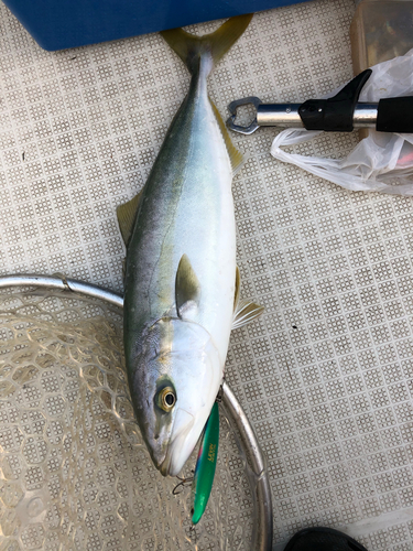 イナダの釣果