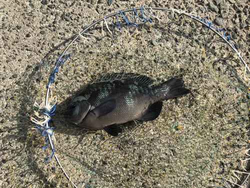 クチブトグレの釣果