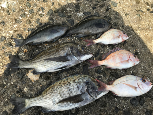 クチブトグレの釣果