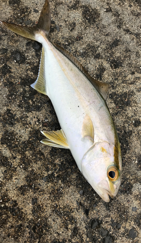 カンパチの釣果