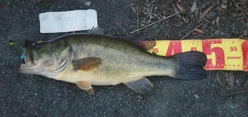 ブラックバスの釣果