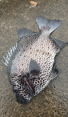 イシガキダイの釣果