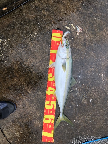 イナダの釣果