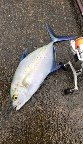 ナンヨウカイワリの釣果