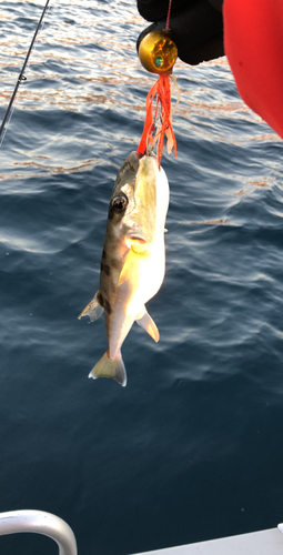 シロサバフグの釣果