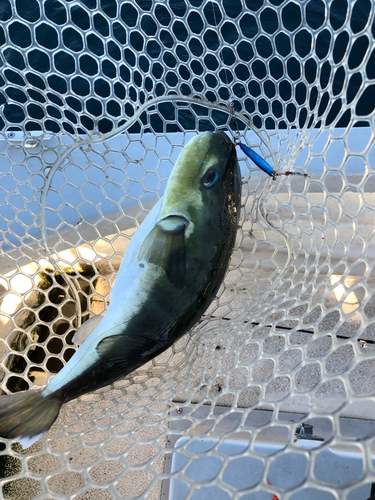 シロサバフグの釣果