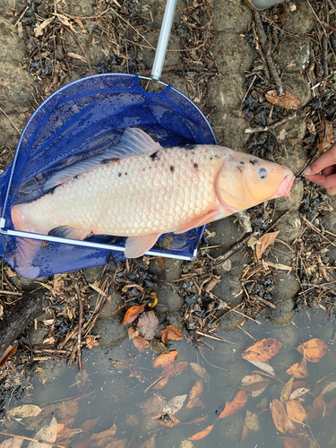 コイの釣果