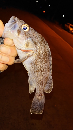 クロソイの釣果