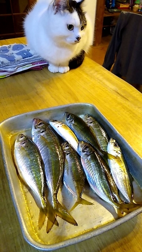 アジの釣果