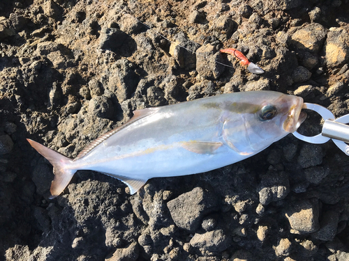 カンパチの釣果