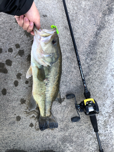 ラージマウスバスの釣果