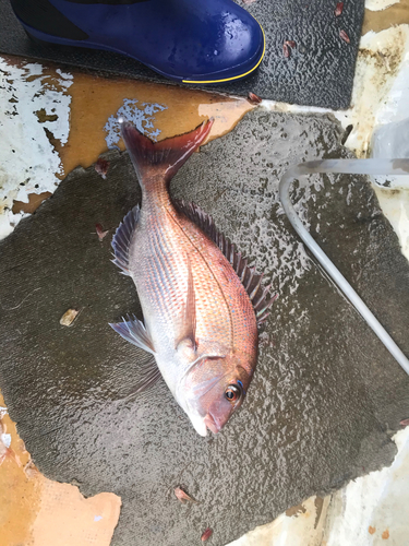 マダイの釣果