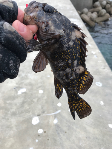 オウゴンムラソイの釣果