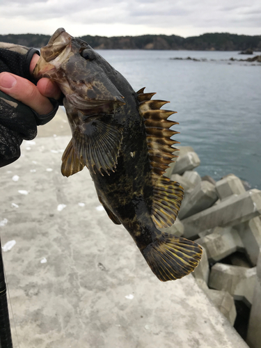 タケノコメバルの釣果