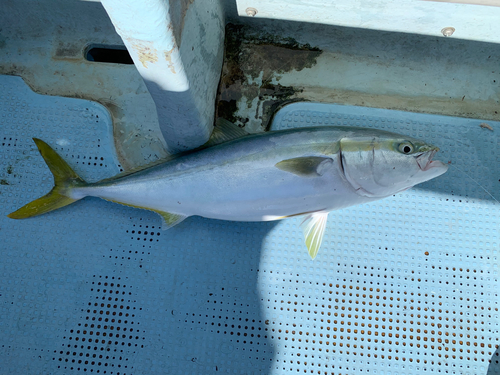 ワラサの釣果