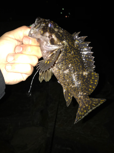 オウゴンムラソイの釣果