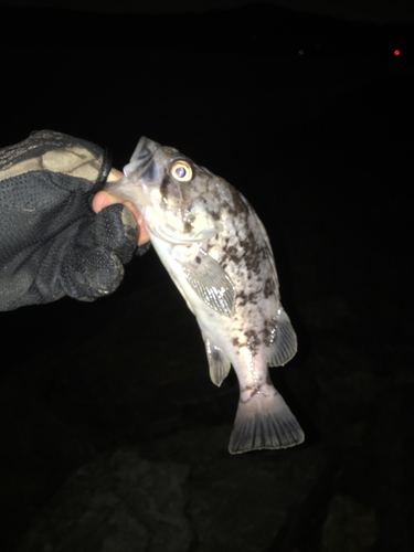 クロソイの釣果