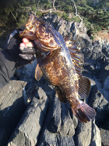 タケノコメバルの釣果