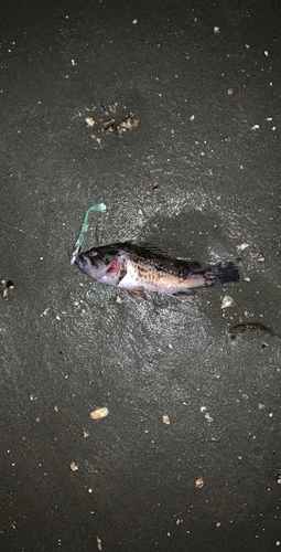 クロソイの釣果