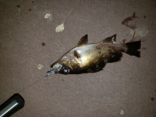 アカメバルの釣果