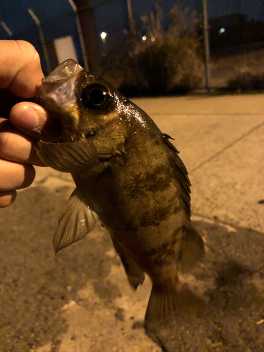 アオメバルの釣果