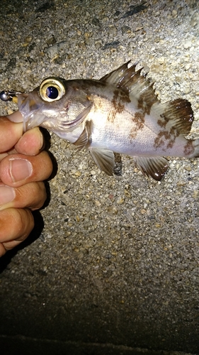 メバルの釣果