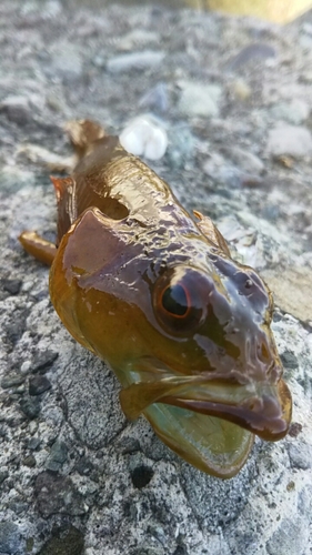 アナハゼの釣果