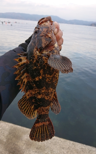 ベッコウゾイの釣果