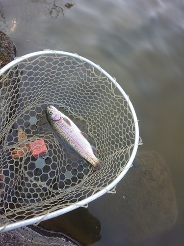 ニジマスの釣果