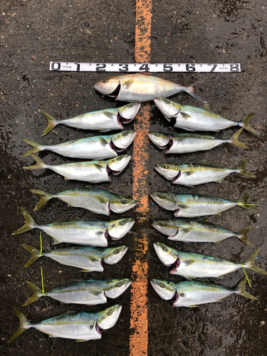 カンパチの釣果