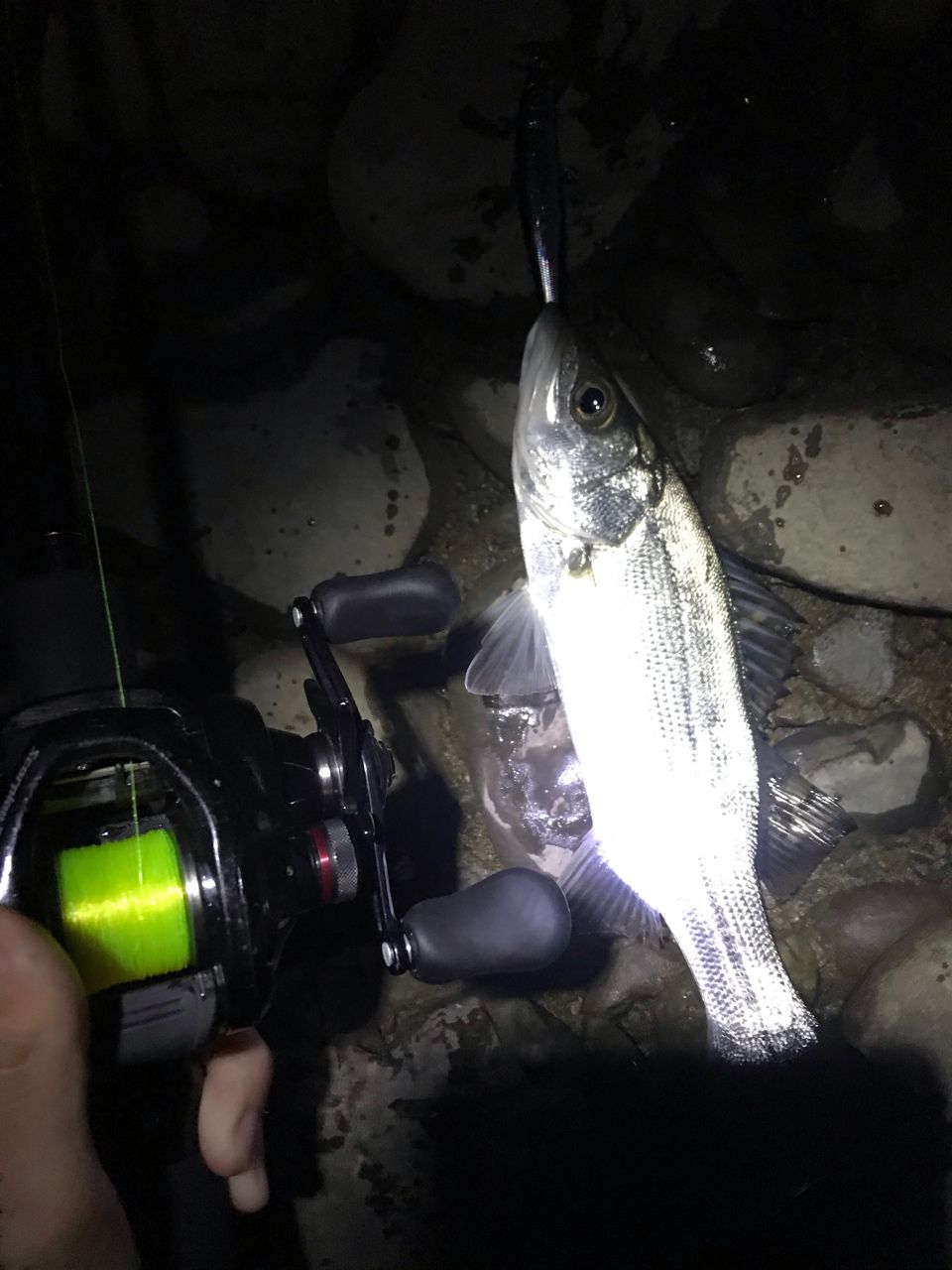 シーバスの釣果写真