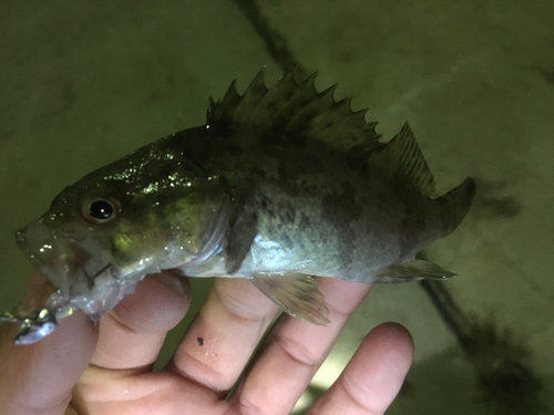 タケノコメバルの釣果