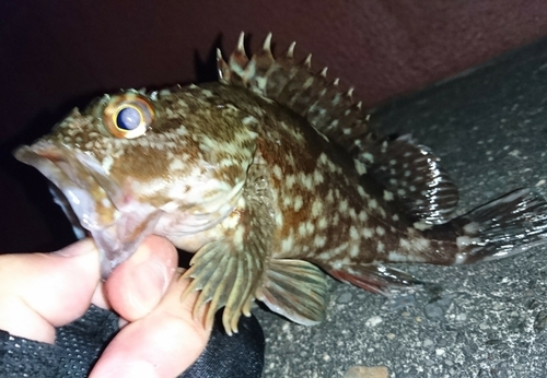 カサゴの釣果