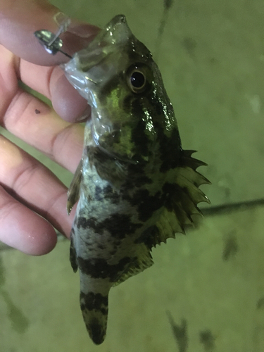 タケノコメバルの釣果