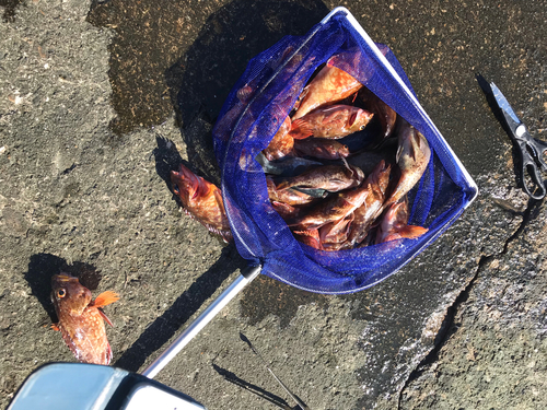 カサゴの釣果