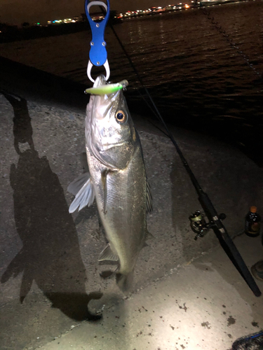 シーバスの釣果