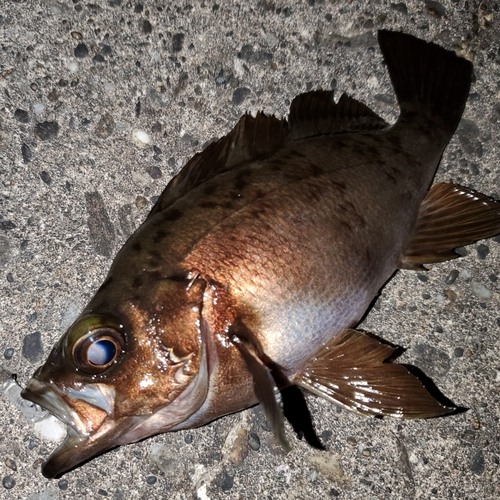 メバルの釣果