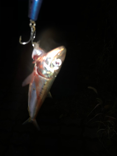 イワシの釣果