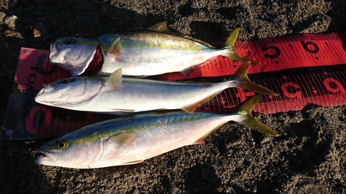 イナダの釣果