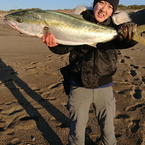 ブリの釣果