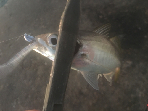 マアジの釣果