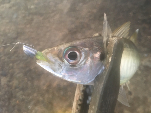 マアジの釣果