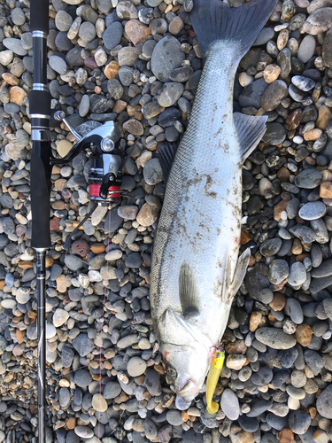 セイゴ（タイリクスズキ）の釣果