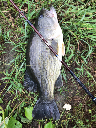 ブラックバスの釣果