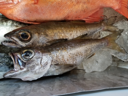 クロムツの釣果